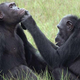 Una chimpancé hembra, Roxy, aplica un insecto a una herida en la cara de un chimpancé macho adulto llamado Thea
